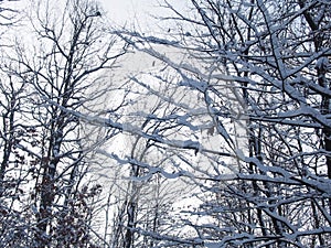 Beautiful winter forest