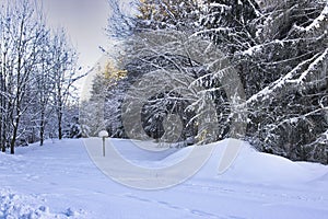 Beautiful winter forest