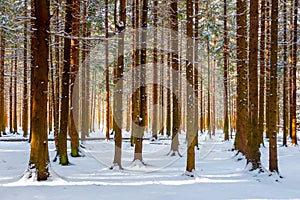 Beautiful winter forest