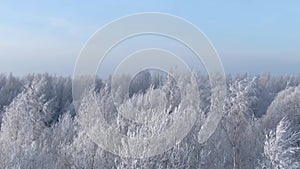 Beautiful winter forest. Aerial view from the drone.