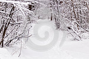 Beautiful winter forest with a beaten path photo