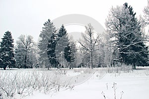 Beautiful winter forest. Firs and oaks are covered with snow. Landscape