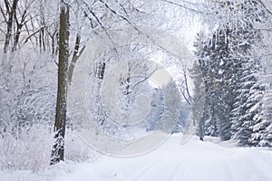 Beautiful winter forest, forest with trees covered with frost, forest road covered with snow, forest after snowfall