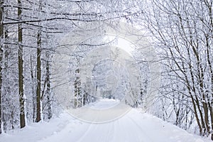 Beautiful winter forest, forest with trees covered with frost, forest road covered with snow, forest after snowfall