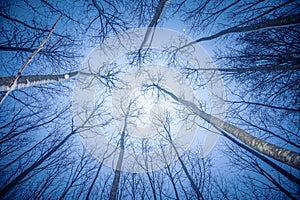 A beautiful winter forest from ground to sky. Circular wide angle scenery.