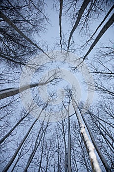 A beautiful winter forest from ground to sky. Circular wide angle scenery.