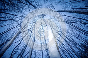 A beautiful winter forest from ground to sky. Circular wide angle scenery.