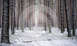 Beautiful winter forest landscape