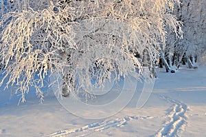 Beautiful winter forest landscape