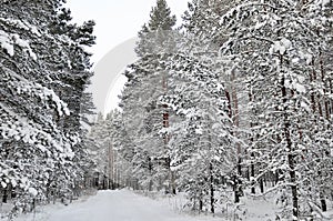 Beautiful winter forest landscape