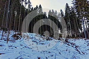 Beautiful winter forest landscape and conifer