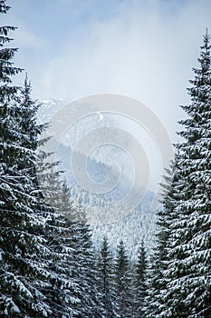 A beautiful winter forest landscape with mountains in the distance.