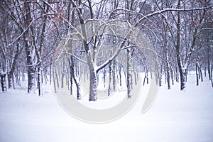 Beautiful winter forest landscape with snow.