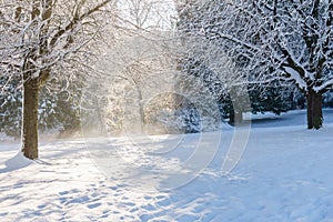 Beautiful winter forest landscape with snow covered trees.