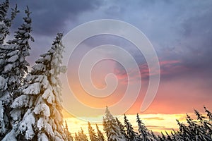 Beautiful winter forest landscape. Tall dark green spruce trees covered with snow on in woods at sunset