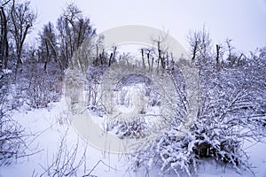 beautiful winter forest landscape, trees and brushed covered by fresh snow