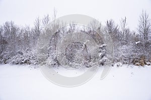 beautiful winter forest landscape, trees brushed covered by fresh snow in empty field