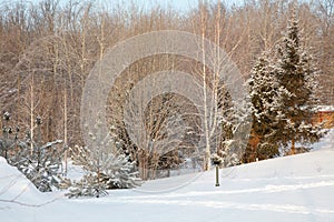 Beautiful winter forest landscape, trees covered snow