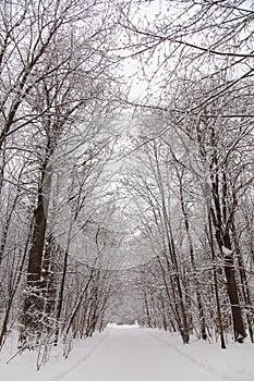 Beautiful winter forest landscape, trees covered snow