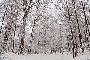 Beautiful winter forest landscape, trees covered snow