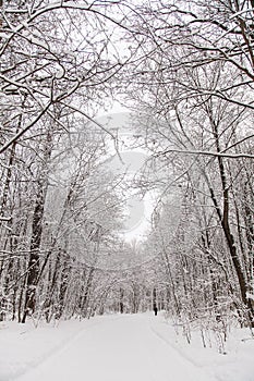 Beautiful winter forest landscape, trees covered snow