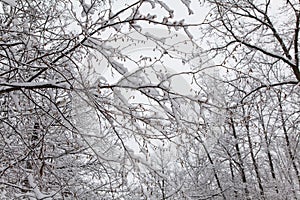 Beautiful winter forest landscape, trees covered snow