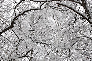 Beautiful winter forest landscape, trees covered snow.