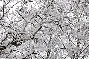 Beautiful winter forest landscape, trees covered snow.