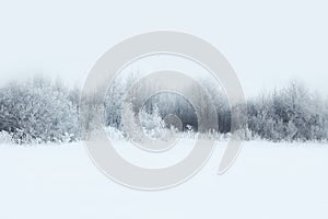 Beautiful winter forest landscape, trees covered snow