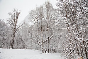 Beautiful winter forest landscape, trees covered snow