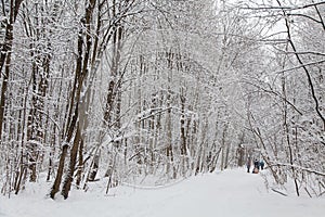 Beautiful winter forest landscape, trees covered snow