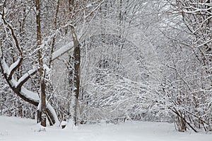 Beautiful winter forest landscape, trees covered snow