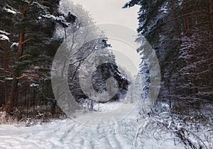 Beautiful winter forest littered with snow.