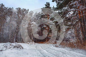 Beautiful winter forest littered with snow.