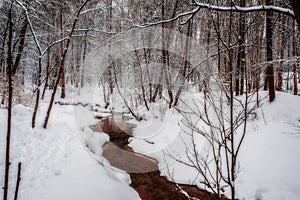 Beautiful winter forest littered with snow.