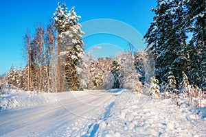 Beautiful winter forest littered with snow.