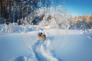 Beautiful winter forest littered with snow.