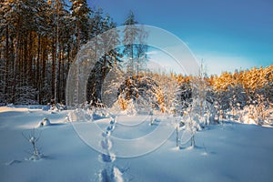 Beautiful winter forest littered with snow.