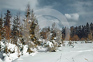 Beautiful winter forest littered with snow.