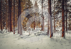 Beautiful winter forest littered with snow.