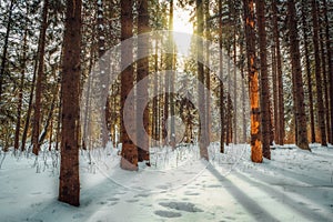 Beautiful winter forest littered with snow.