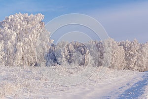 Beautiful winter forest in the other