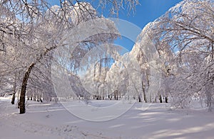 Beautiful winter forest - a photo 14