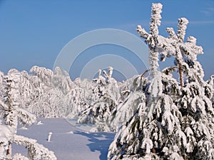 Beautiful winter forest - a photo 3