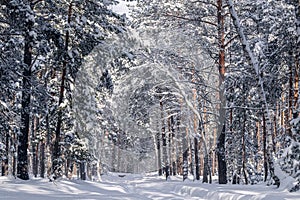 Beautiful winter forest and road through the fairytail
