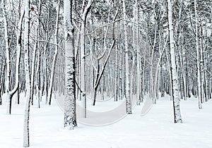 Beautiful winter forest scene with bare trees covered with snow