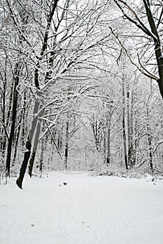 Beautiful winter, forest scenery
