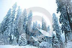 Beautiful winter forest and snow-covered house. Firs and pines in the snow
