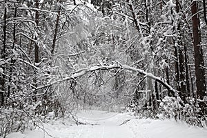 Beautiful winter forest. Snow-covered path in the forest. The tree bent under the weight of snow