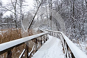 Beautiful Winter Forest Snow Scene With Deep Virgin Snow And Wooden Path Walkway